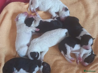 Border Collie dogs - Advert 29