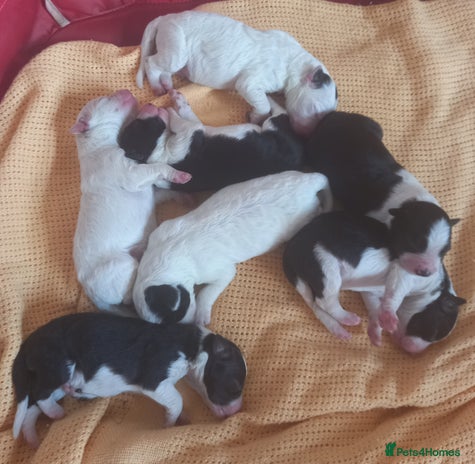 Border Collie dogs - Advert 13