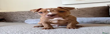 PJ