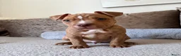 Mixed Breed dogs for sale: *READY NOW* Tri Pocket bully x Staffy Puppies  - Advert 3