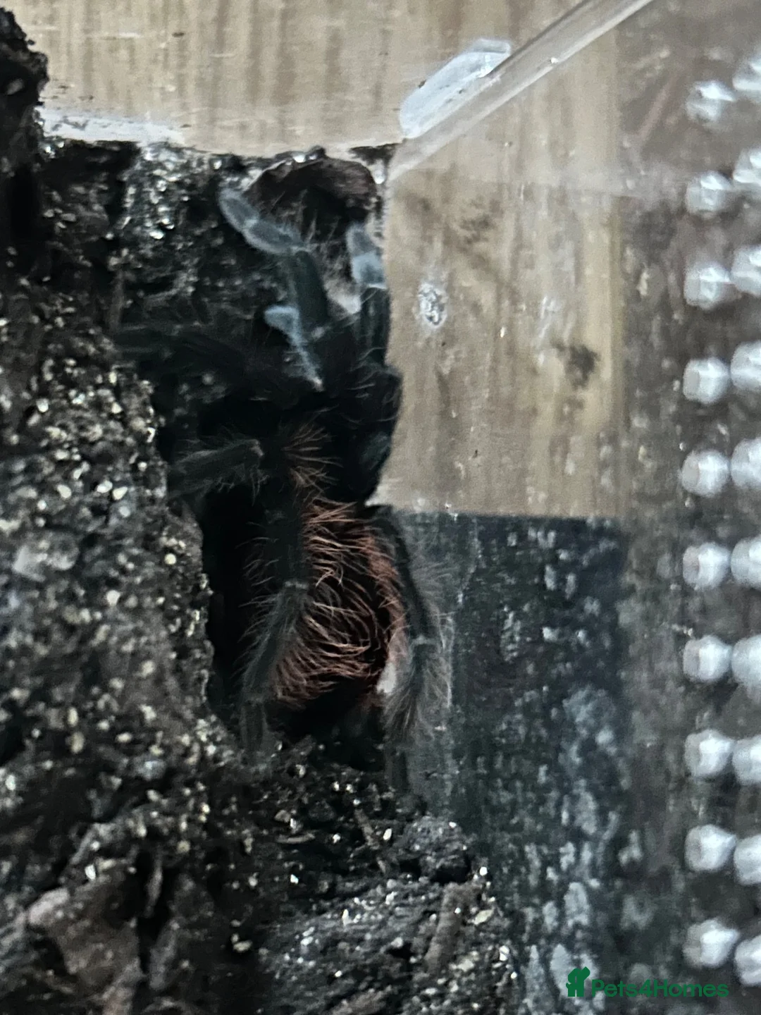 Tarantulas invertebrates for sale: Various tarantulas  in Bideford - Advert 2