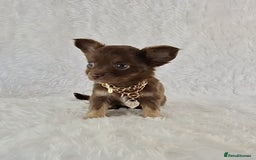 Chihuahua dogs for sale: Stunning Long Coat Chihuahua Puppies  - Image 6