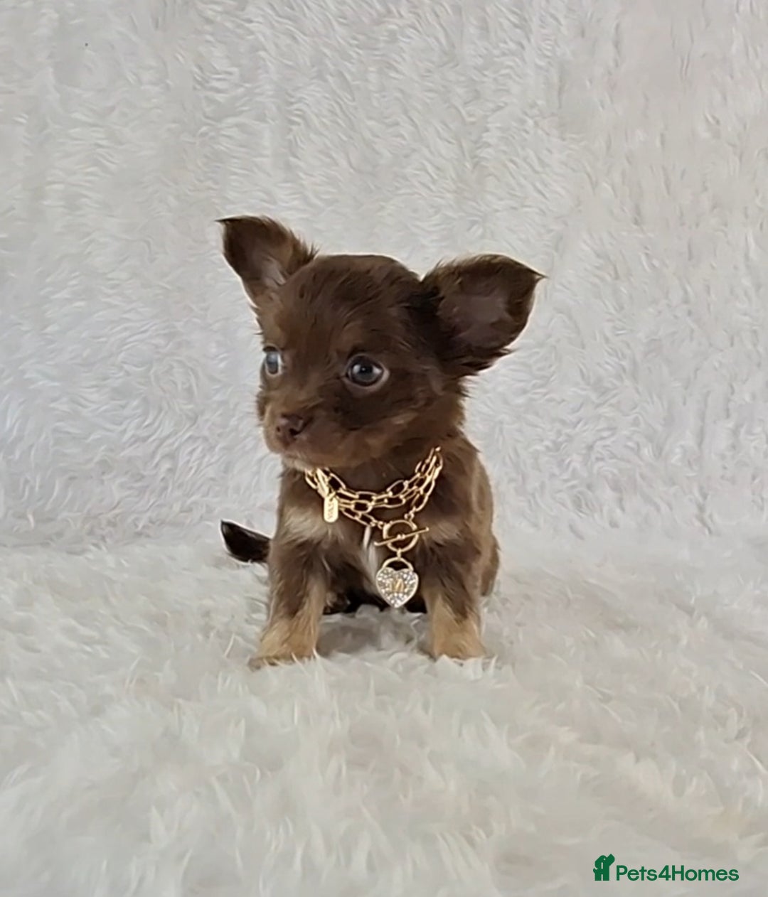 Chihuahua dogs for sale: Stunning Long Coat Chihuahua Puppies  - Image 6