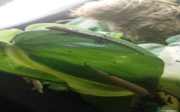Gecko reptiles for sale: Mourning Gecko hatchlings. - Image 36