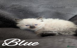 Ragdoll cats for sale: GCCF REG PEDIGREE RAGDOLL KITTENS - Image 18