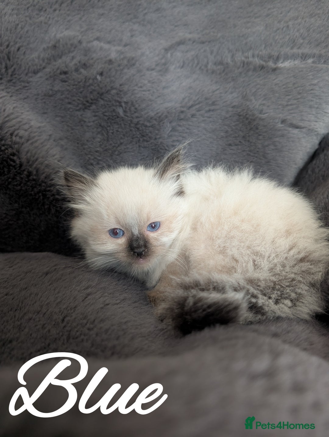 Ragdoll cats for sale: GCCF REG PEDIGREE RAGDOLL KITTENS - Image 18
