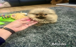 Pomeranian dogs for sale: 🔥Very Tiny(450gr)🧸Top Quality 💎 - Advert 4