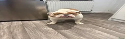 English Bulldog dogs for stud: KC English Bulldog Stud - Advert 7