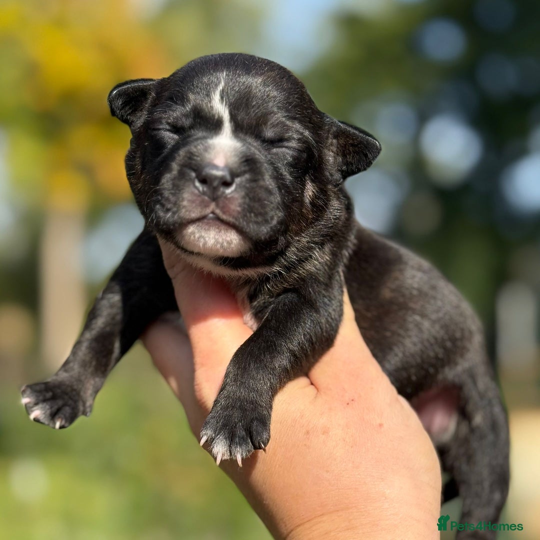 Staffordshire Bull Terrier dogs for sale: Beautiful Staffordshire Bull Terrier Boys ✨ - Image 5