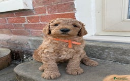 Irish Doodle dogs for sale: 6 beautiful F1b Irish Doodle puppies ❤️🐶 - Image 3