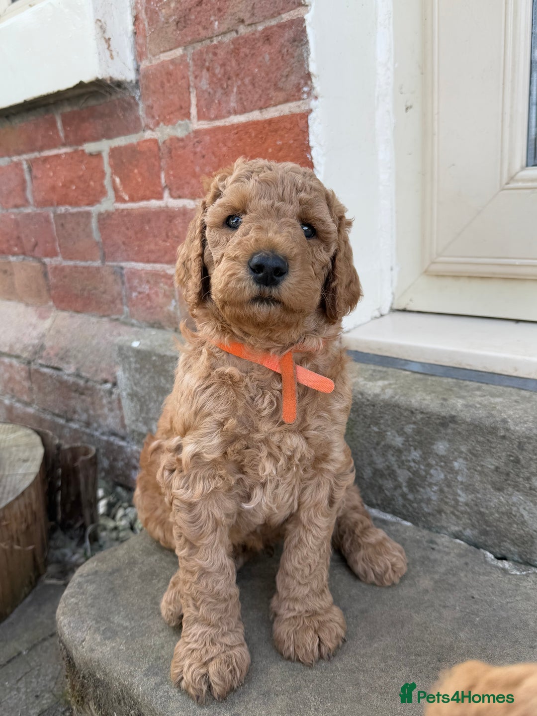 Irish Doodle dogs for sale: 6 beautiful F1b Irish Doodle puppies ❤️🐶 - Image 3