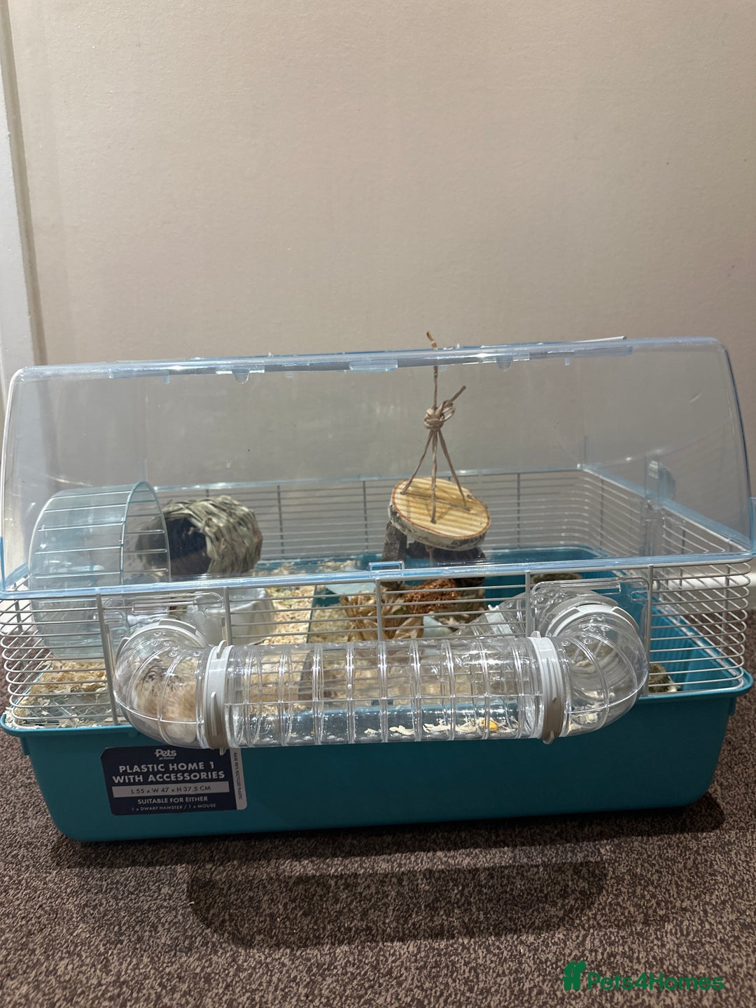 Hamster rodents for sale: Sweet Female Dwarf hamster  - Advert 2