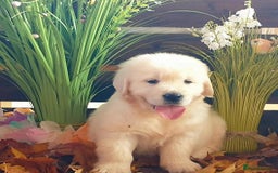 Golden Retriever dogs for sale: Fully health Tested Golden Retriever puppies - Image 4