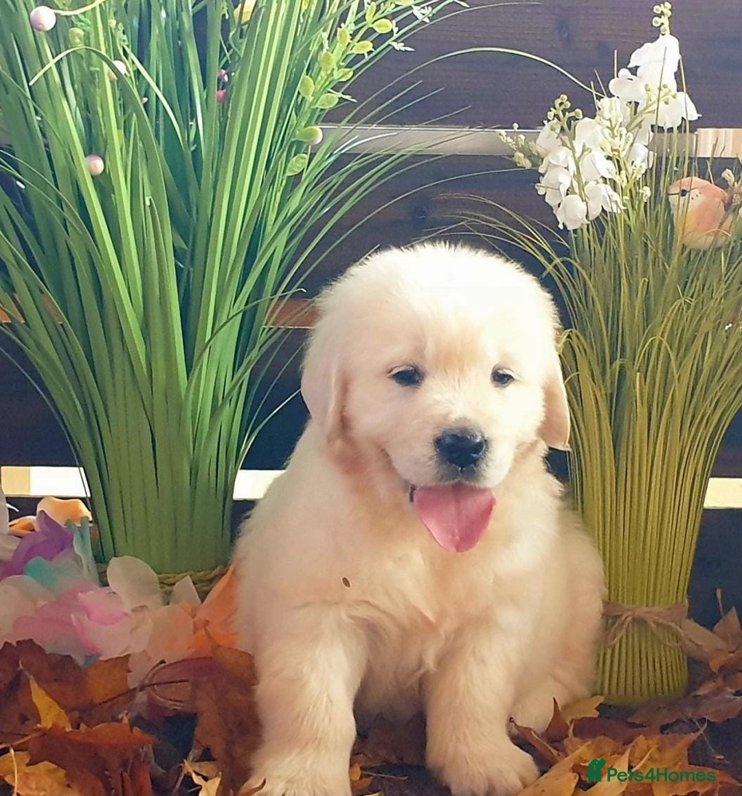 Golden Retriever dogs for sale: Fully health Tested Golden Retriever puppies - Image 4
