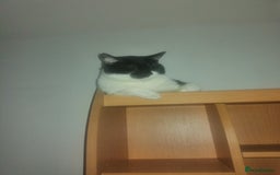 British Shorthair cats for sale: White and black female and male cats - Image 37