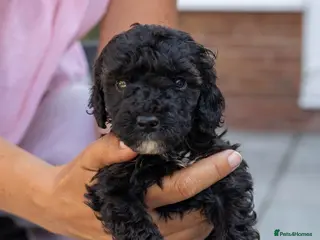 Mini Goldendoodle dogs Mini Goldendoodles - Advert 10