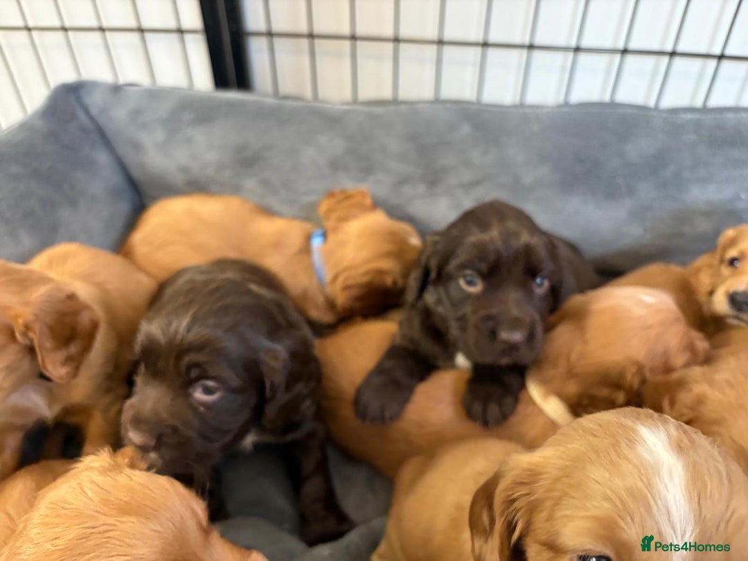 Cocker Spaniel dogs for sale: Kc reg cocker spaniels with 5 weeks insurance  - Advert 14