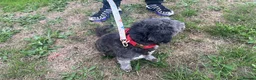 Mixed Breed dogs for sale: Two girls needs a new home  in Telford - Advert 12