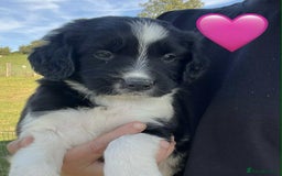 Sprollie dogs for sale: Beautiful Unique Sprollie Puppies - Image 9