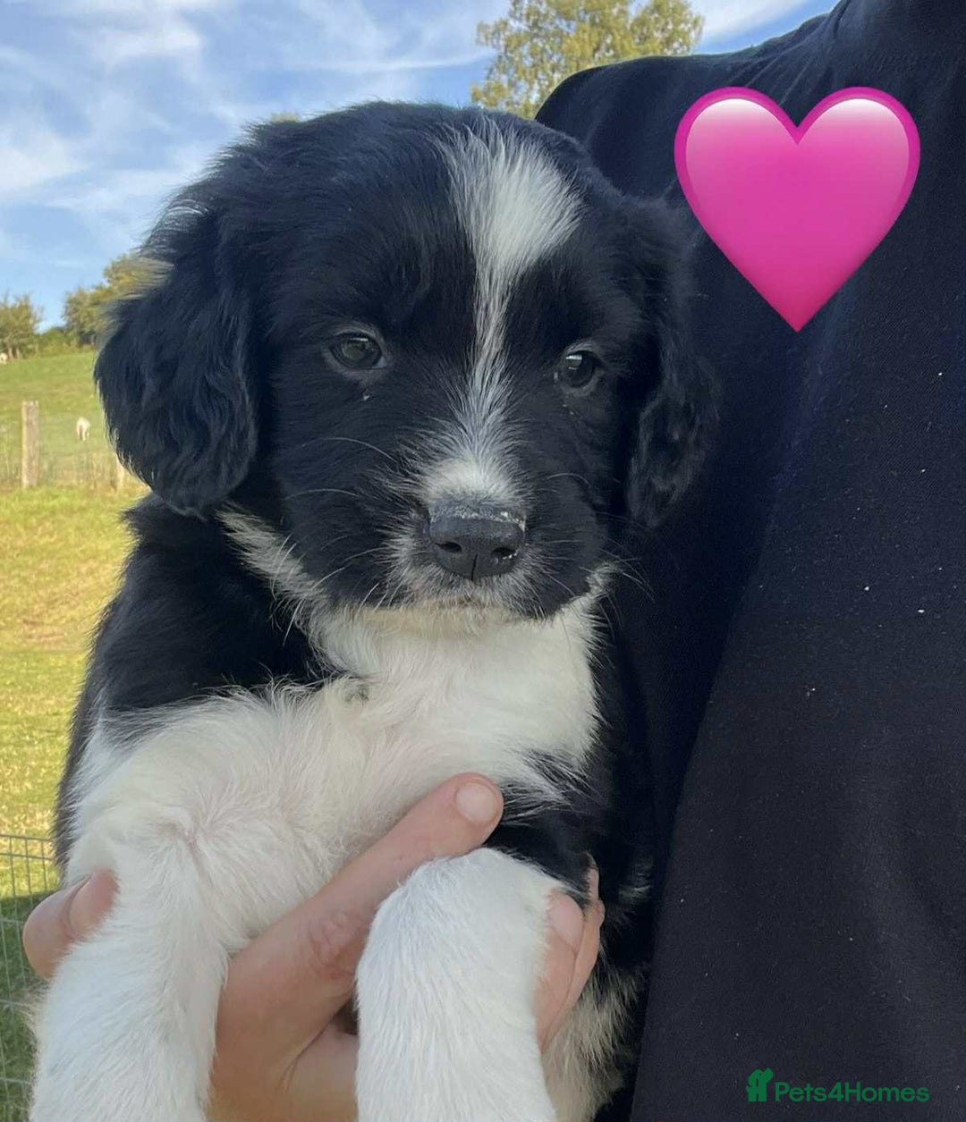 Sprollie dogs for sale: Beautiful Unique Sprollie Puppies - Image 9