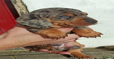 Miniature Dachshund dogs - Advert 9