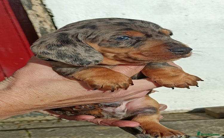 Miniature Dachshund dogs - Advert 3