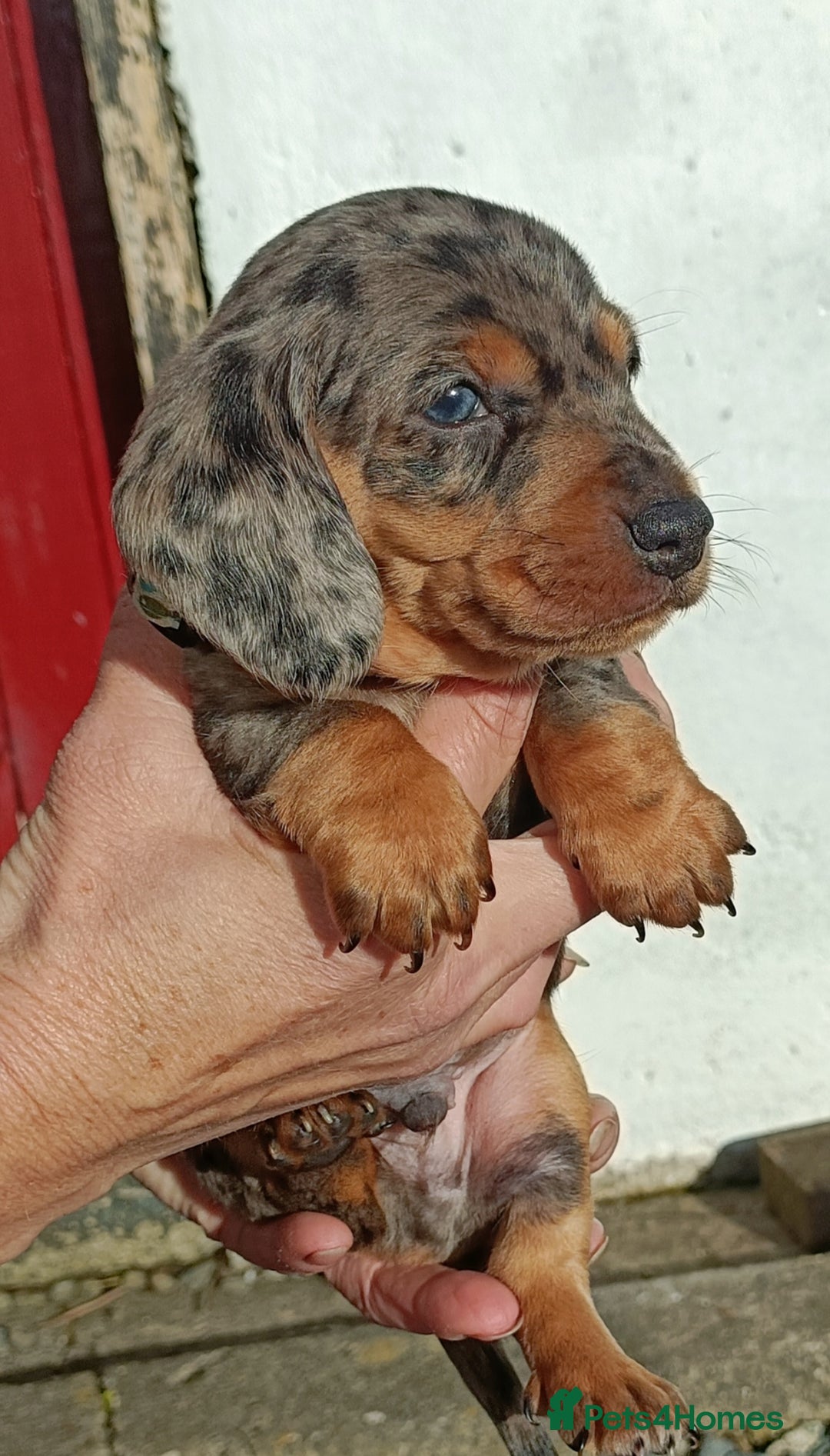 Miniature Dachshund dogs for sale: Miniature Dachshund  - Image 1