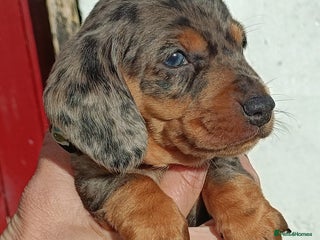 Miniature Dachshund dogs - Advert 6