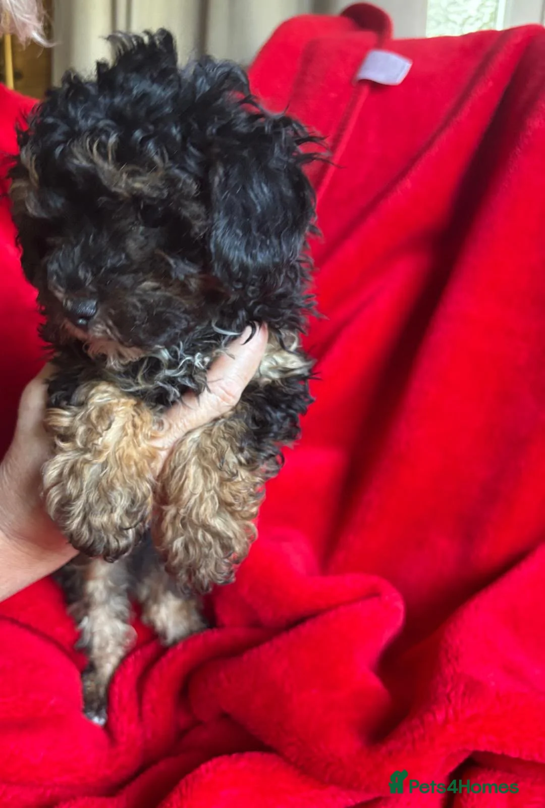 Cavapoo dogs for sale: Adorable cavapoo puppies. in London - Advert 2
