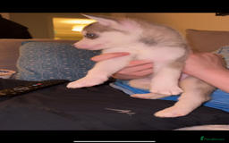 Siberian Husky dogs for sale: Husky puppies - Image 7