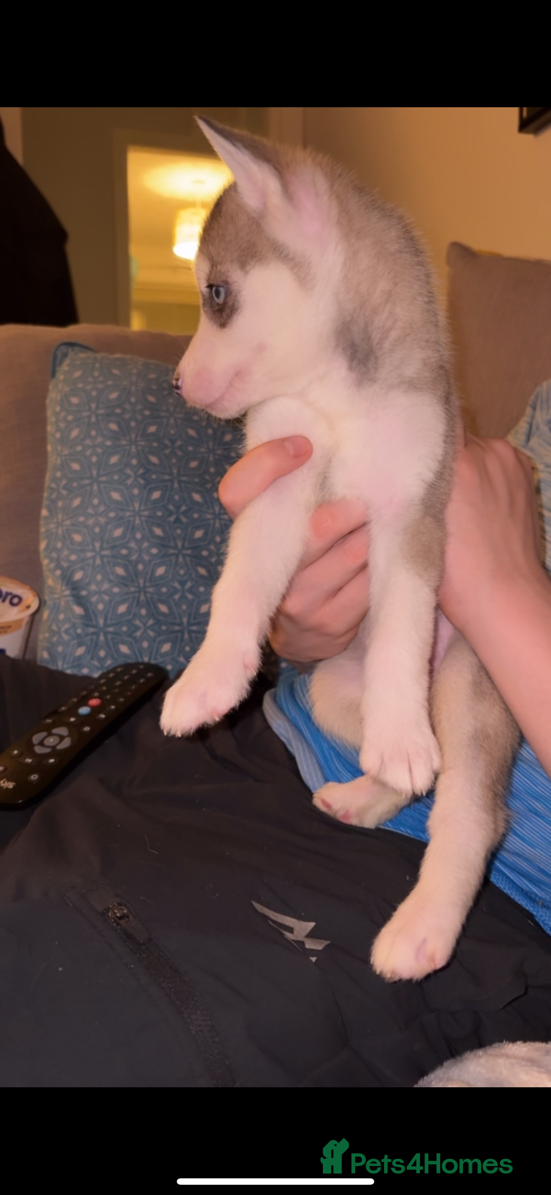 Siberian Husky dogs for sale: Husky puppies - Image 7