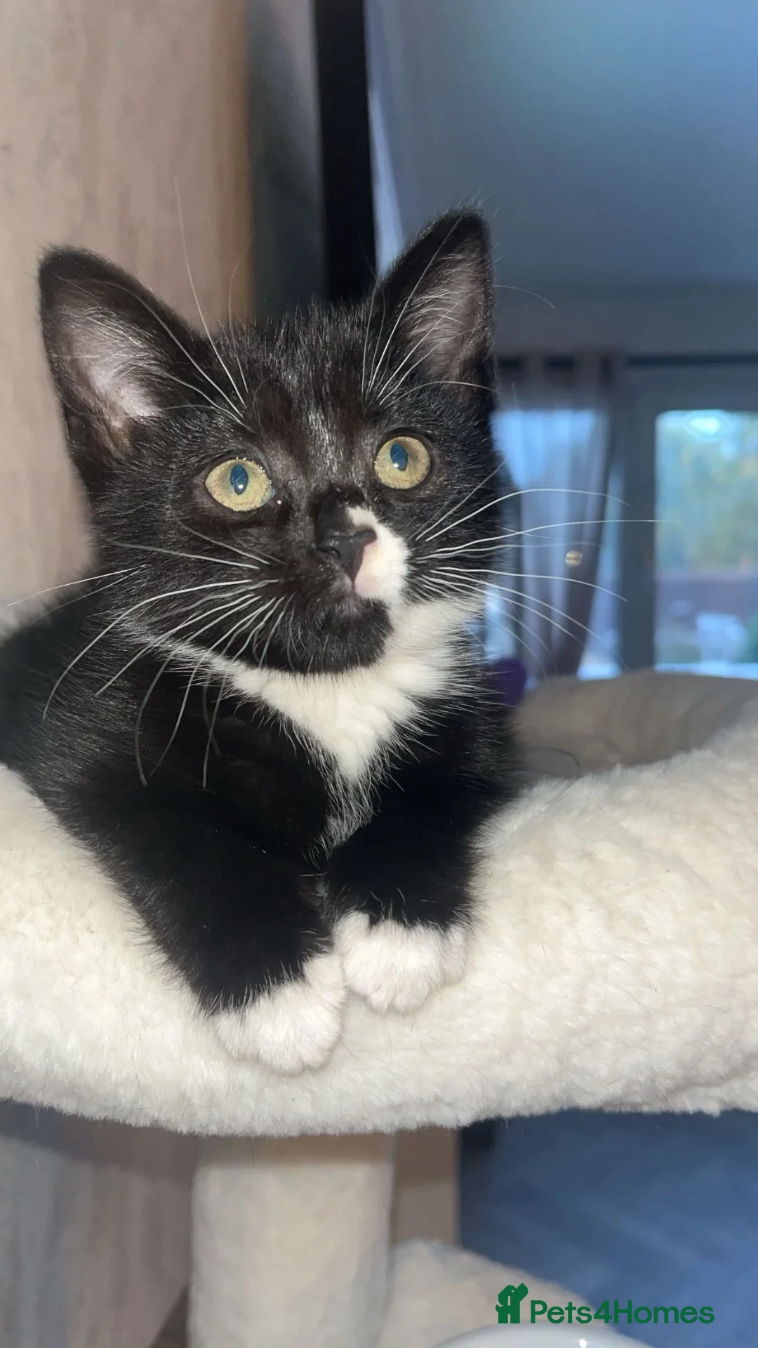 Mixed Breed cats for sale: Female kitten ready to leave  - Advert 2