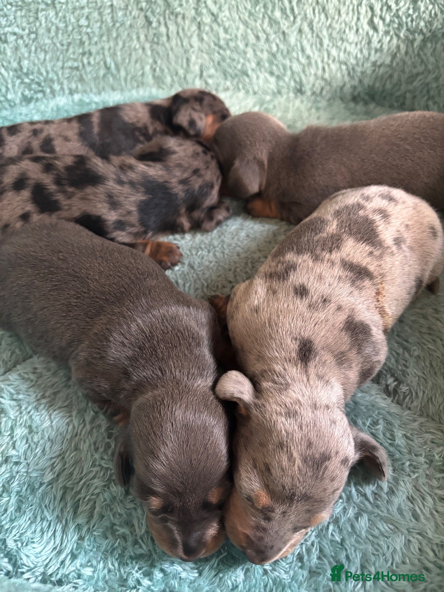 Dachshund dogs Miniature dachshund - Advert 8