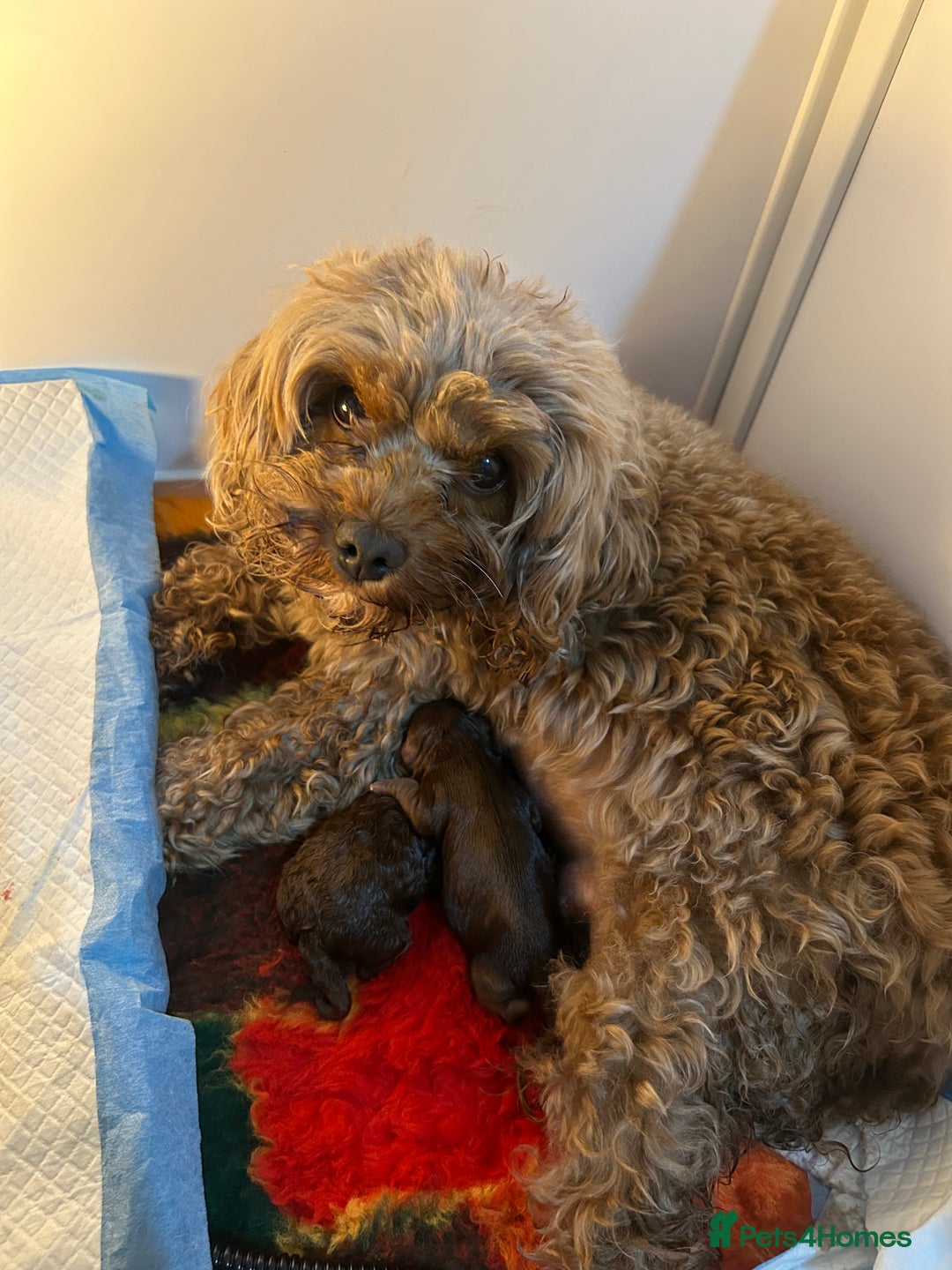 Cavapoo dogs for sale: 💫 TOY CAVAPOO PUPPYS HEALTH TESTED 💫  - Image 6