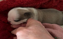 French Bulldog dogs for sale: Kc registered French bulldogs  - Image 19