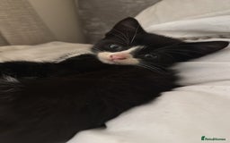 Mixed Breed cats for sale: Tuxedo Kittens looking for loving homes - Image 6