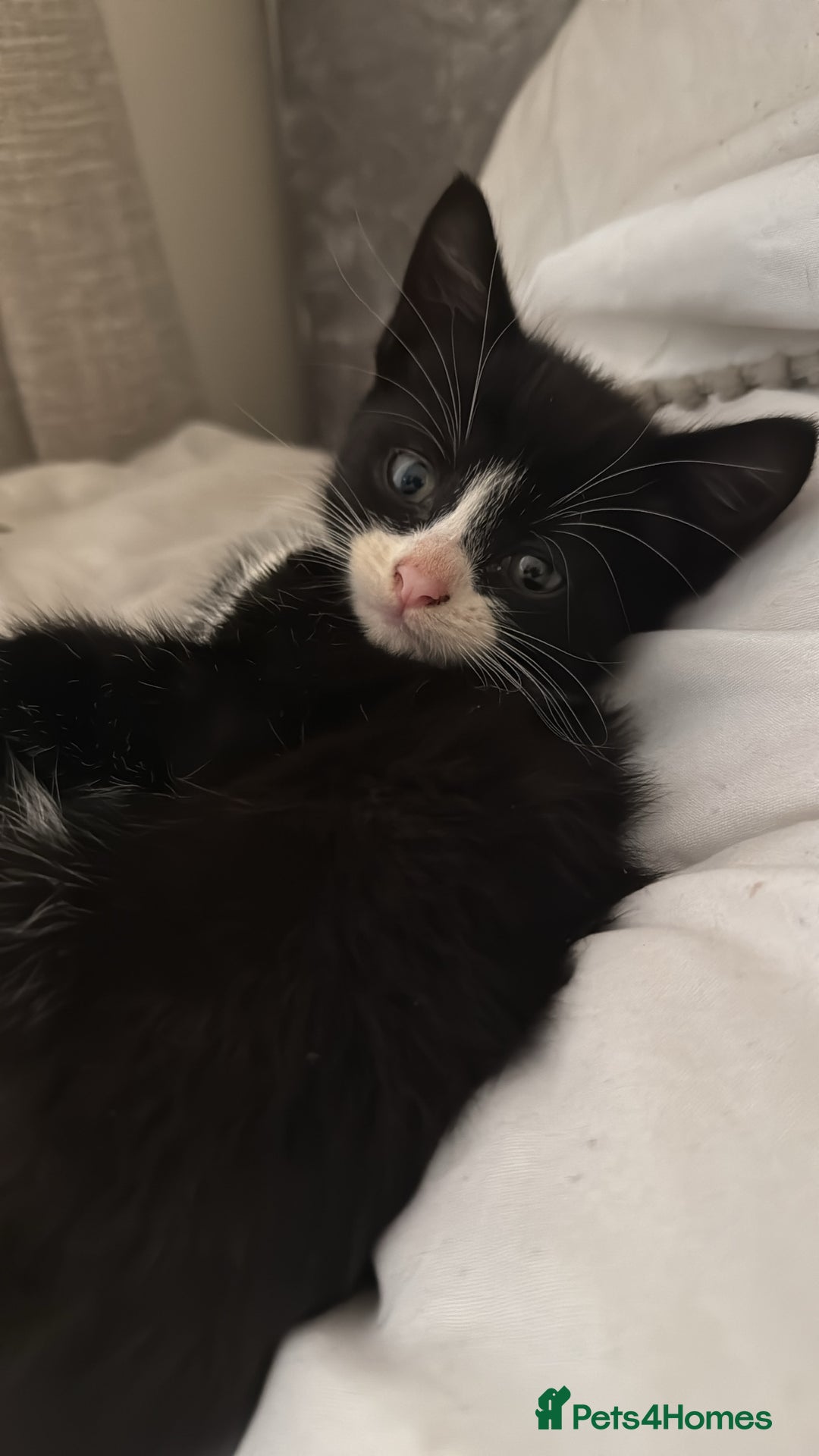 Mixed Breed cats for sale: Tuxedo Kittens looking for loving homes - Image 6