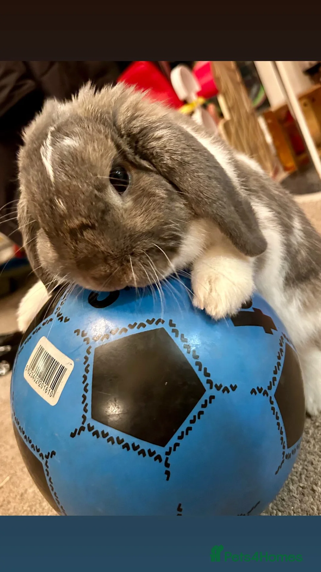 Mini Lop rabbits for sale: Gorgeous Mini Lops  - Advert 29