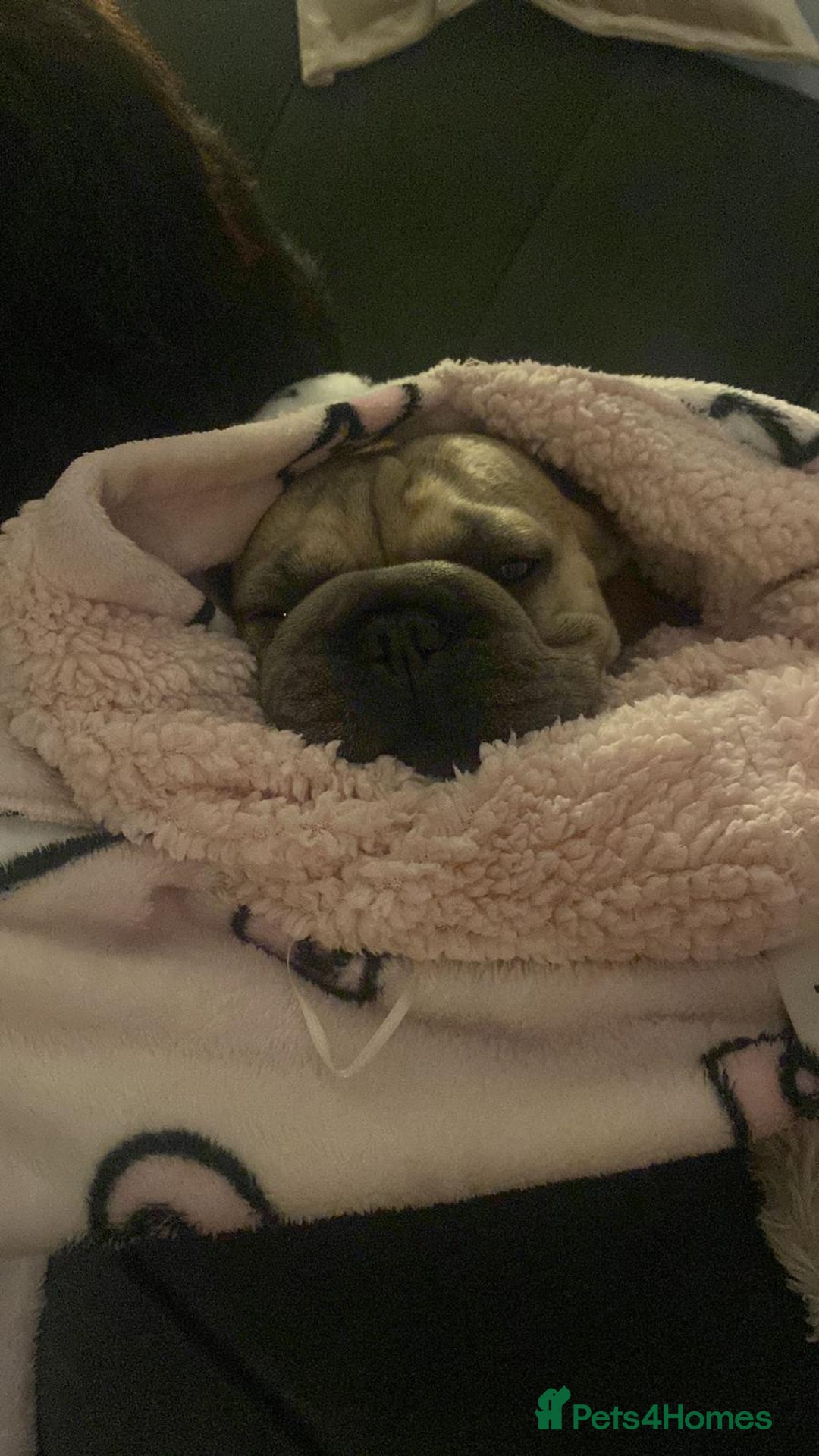 French Bulldog dogs for sale: Special home for Petal, French Bulldog wanted - Image 6