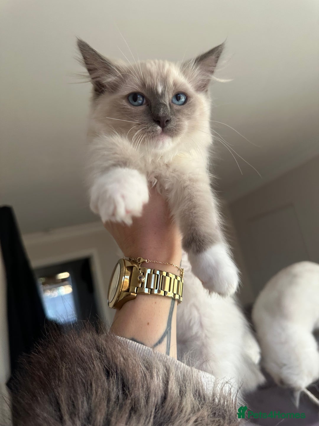 Ragdoll cats for sale: Last boy available! GCCF parents, pure ragdoll🤍 - Advert 12
