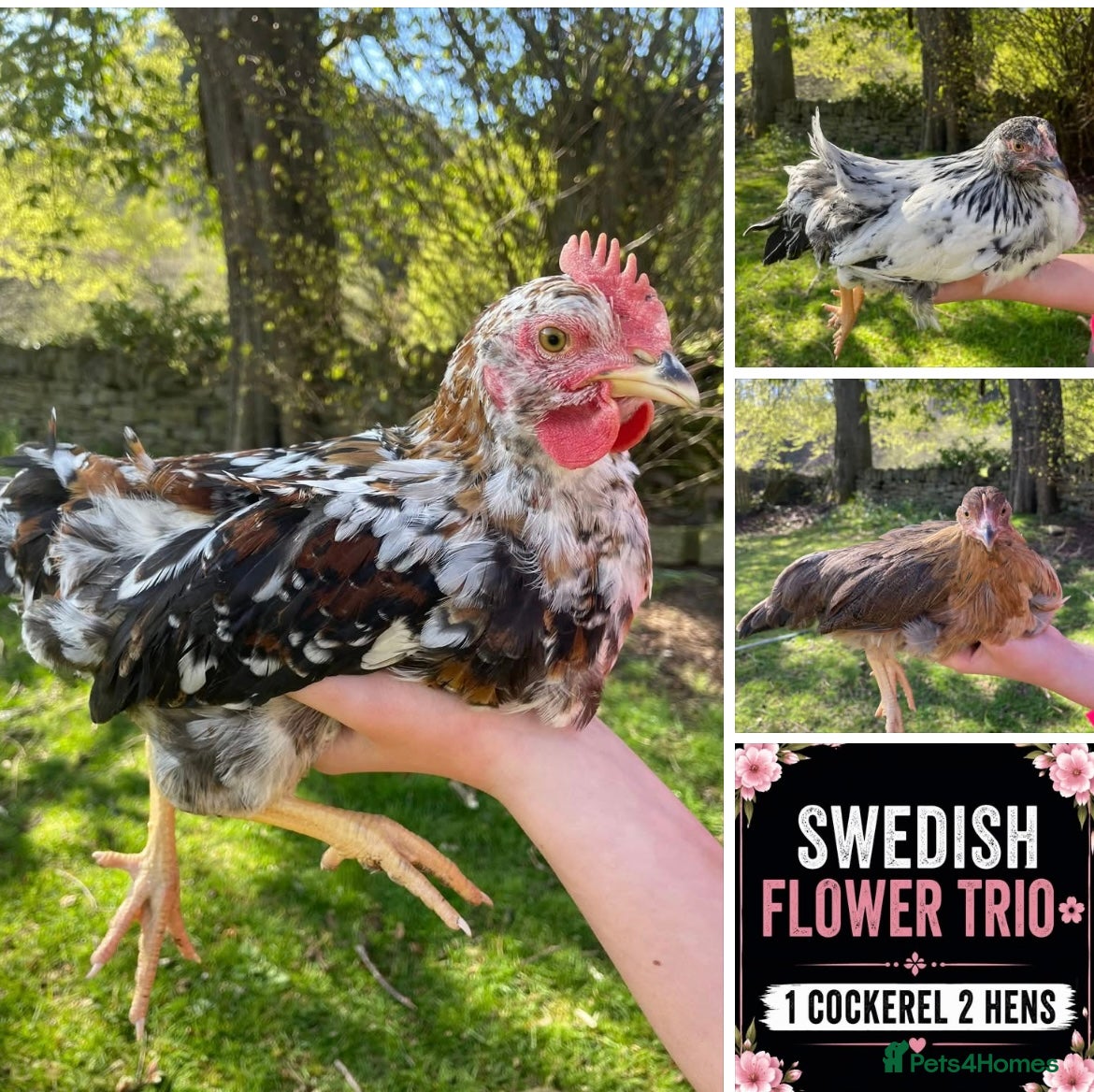 Chickens poultry Swedish Flower trio 🌸 - Advert 1