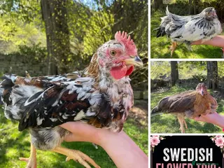 Chickens poultry for sale: Swedish Flower trio 🌸 - Advert 2