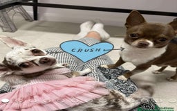 Chihuahua dogs for sale: 🐶 xxs Stunning pure chihuahua pups 🐶 - Image 5