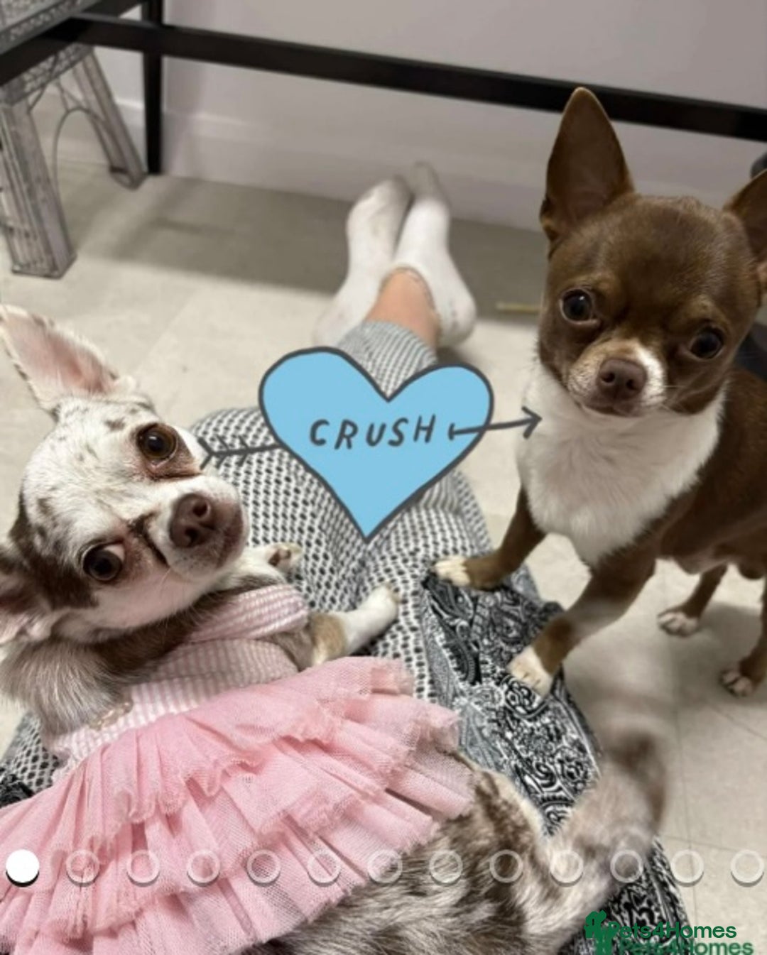 Chihuahua dogs for sale: 🐶 xxs Stunning pure chihuahua pups 🐶 - Image 5