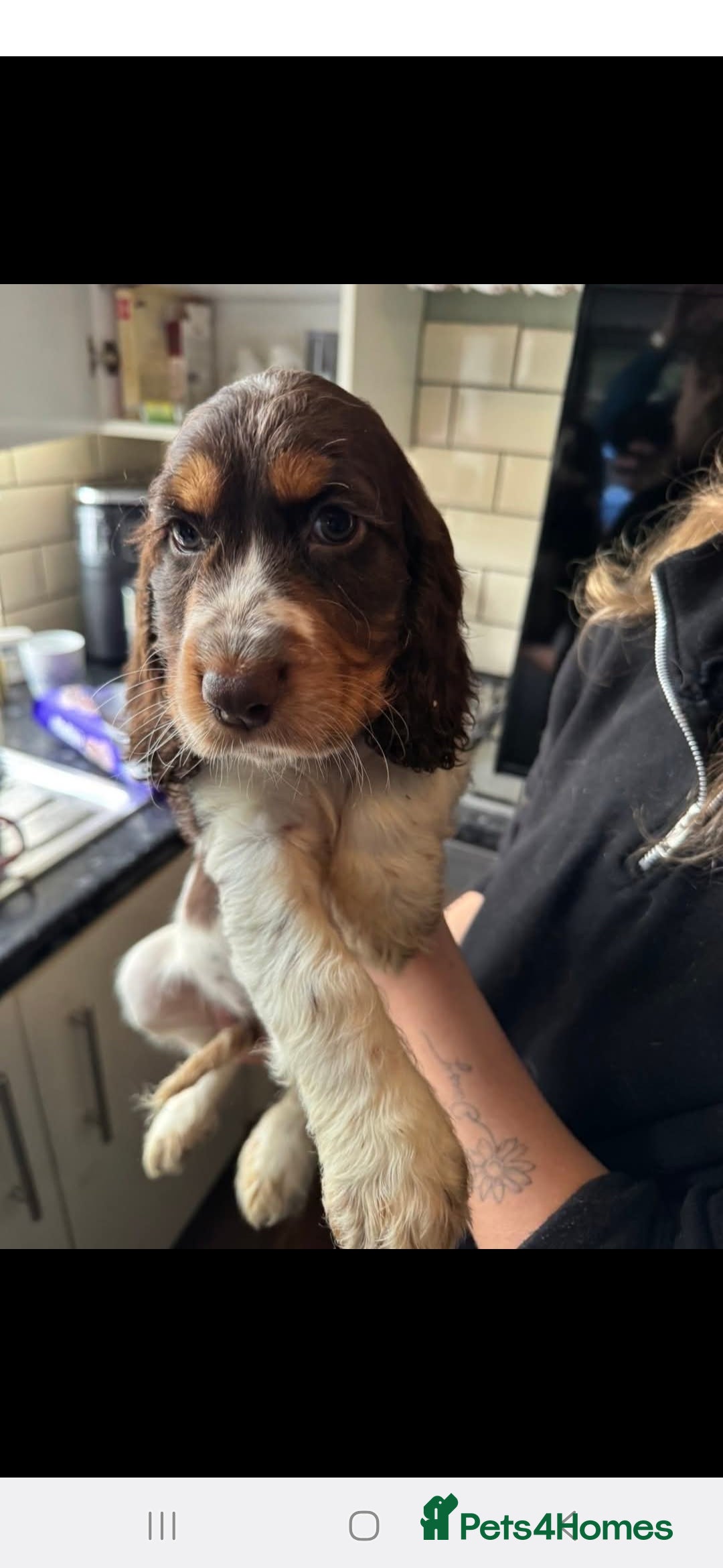 Cocker Spaniel dogs for sale: Chocolate Roan & Tan Cocker Spaniel Puppies - Advert 6