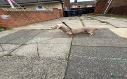 Miniature Dachshund dogs for stud: Isabella and Tan Stud in Sunderland - Image 3