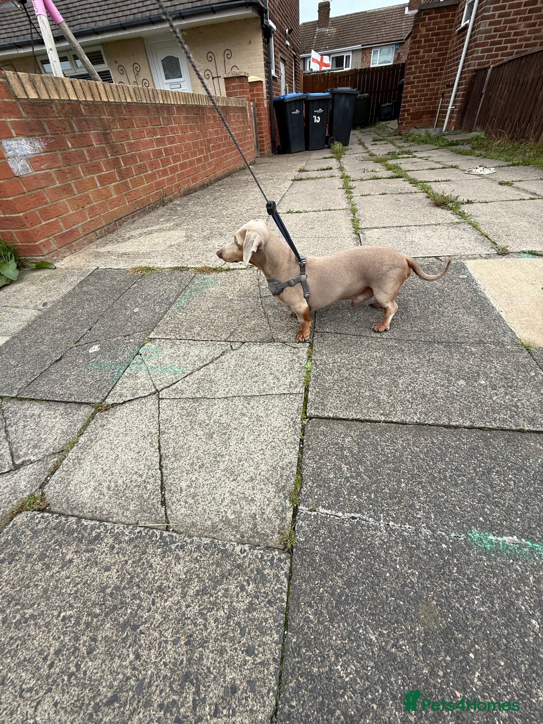 Miniature Dachshund dogs for stud: Isabella and Tan Stud in Sunderland - Image 3