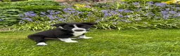 Border Collie dogs for sale: Collie pups  - Advert 4