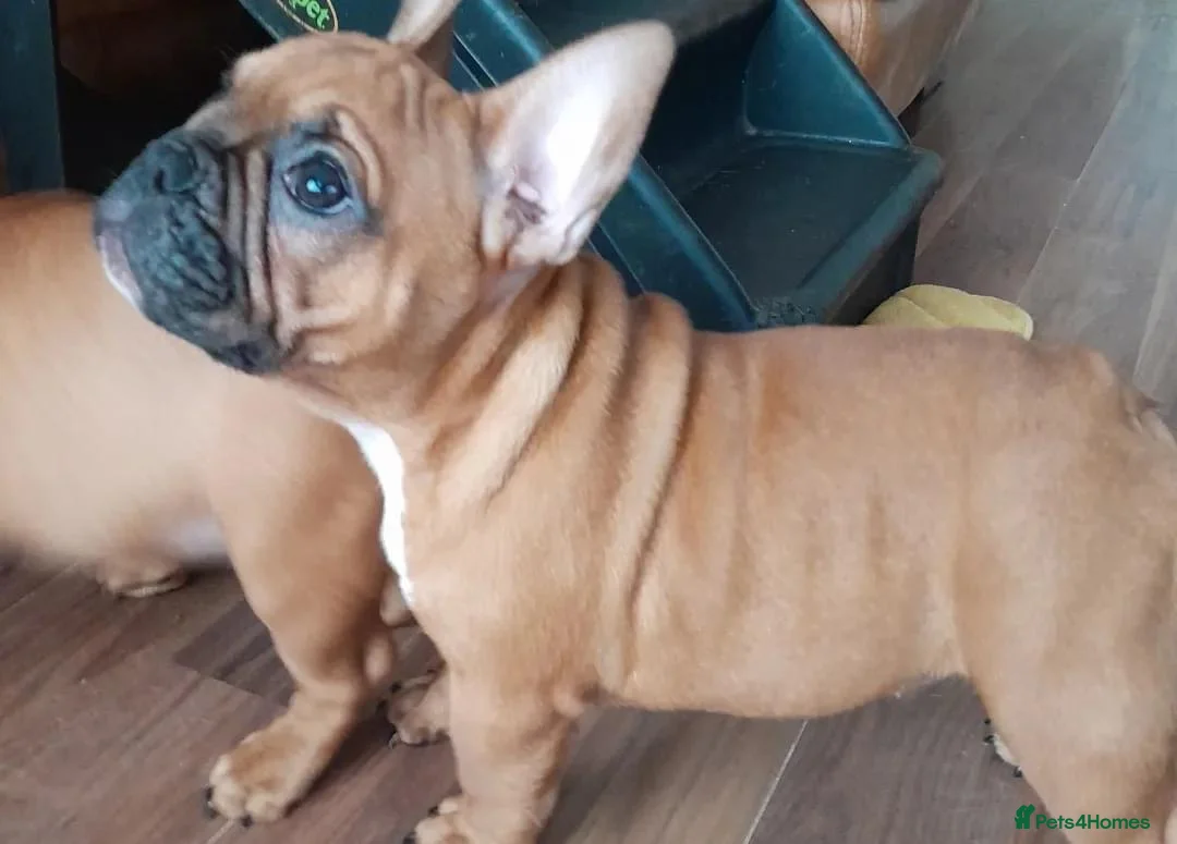French Bulldog dogs for stud: 💥3x Ch Rocky of Empire OB UK💥FBCE Silver Tested in Doncaster - Advert 34
