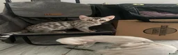 Bengal cats for sale: ✨ Exceptional Pure TICA Reg Bengal Kittens ✨  - Advert 22